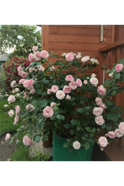 Контейнерна посадка троянди Mimi Eden